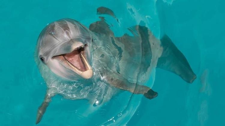 Golfinho  - Clearwater Marine Aquarium - Clearwater Marine Aquarium