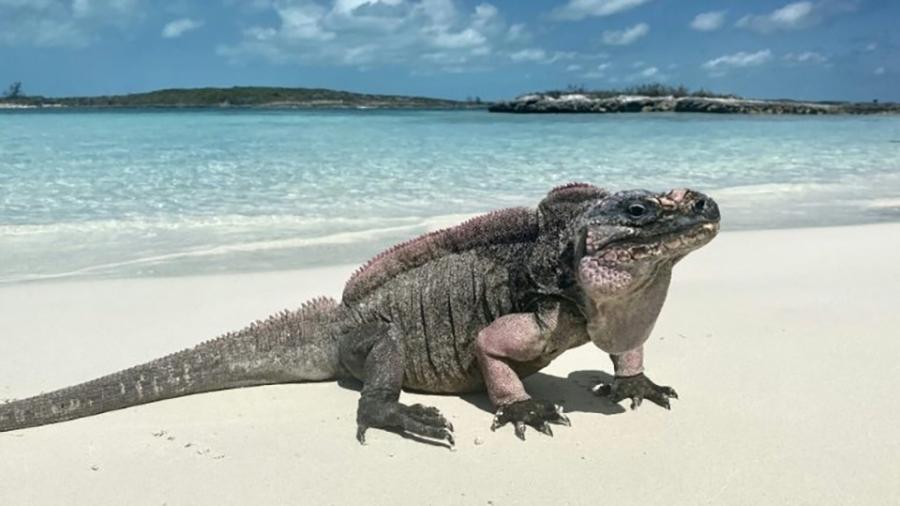 As iguanas rochosas do norte das Bahamas estão listadas como vulneráveis à extinção pela União Internacional para a Conservação da Natureza - The Company of Biologists/AFP