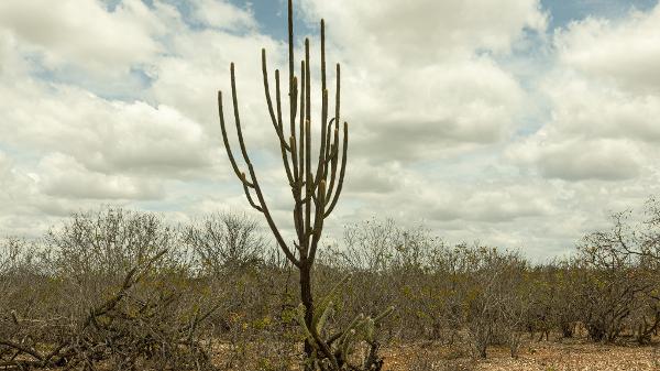 Mandacaru, uma cactácea nativa do Brasil, adaptada às condições climáticas do semiárido