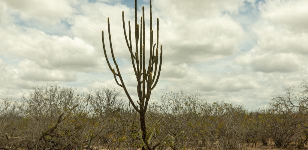 Nordeste em risco: como seca e desertificação ameaçam a Caatinga e milhões de brasileiros