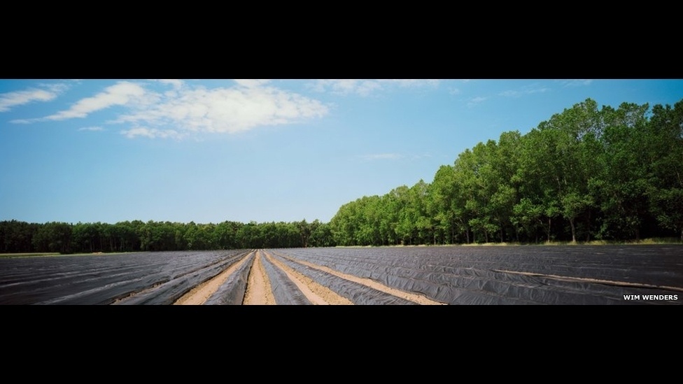 Asparagus Field (2014), de Wim Wenders - Wim Wenders