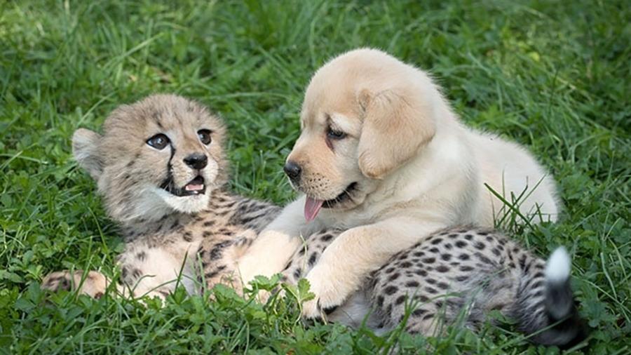 Filhote de guepardo e cachorro no Columbus Zoo, nos Estados Unidos - Reprodução/Columbus Zoo