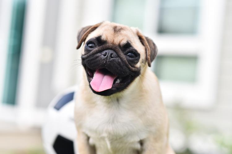 Pug