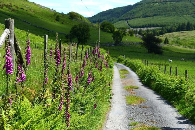 Blaeneinion, the anti-vaccine eco-resort in Wales - Reproduction - Reproduction