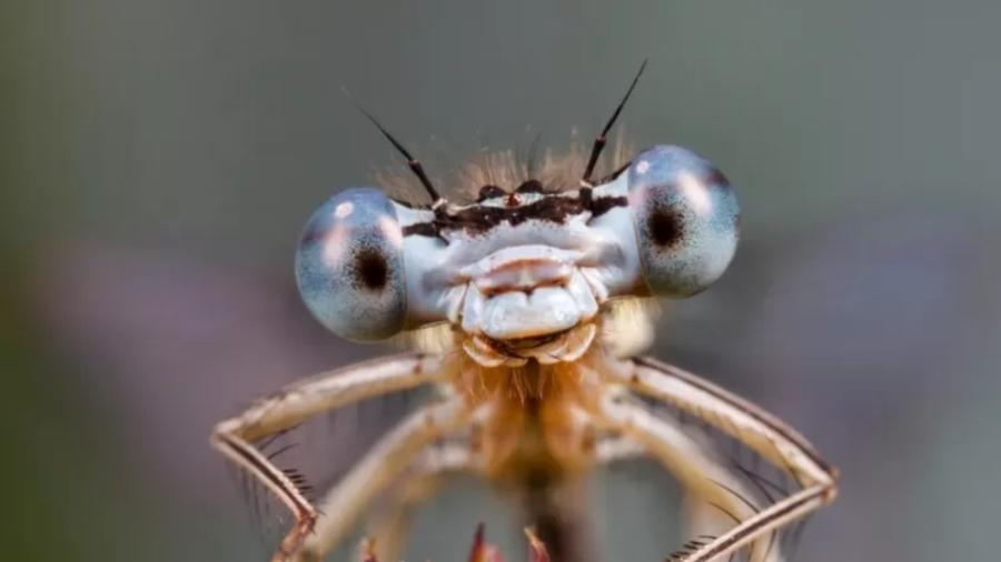 Ciência vem descobrindo que os insetos não são tão "robóticos" quanto imaginávamos - Alamy