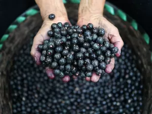 Mulheres lideram esforços para aumentar produção de açaí na Amazônia