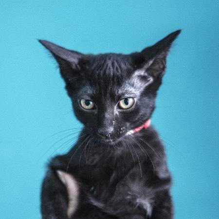 Sexta-feira 13 é dia de alerta para os protetores de animais - Carine Wallauer/UOL - Carine Wallauer/UOL