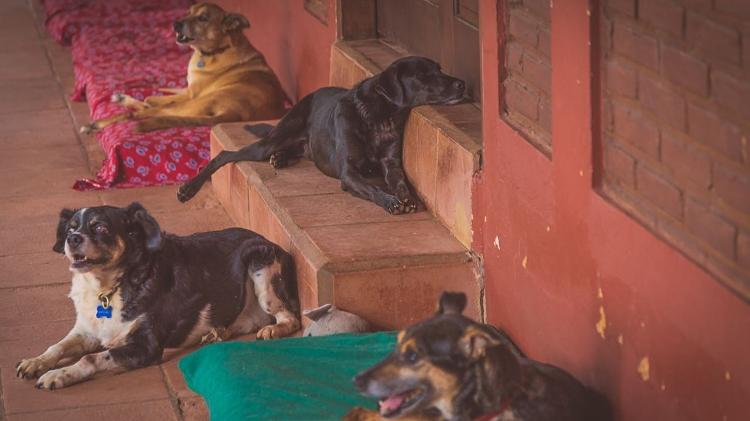 Cães de todos os tipos e idades esperam adoção no Projeto Segunda Chance - Marta Lopez Fotografia - Marta Lopez Fotografia