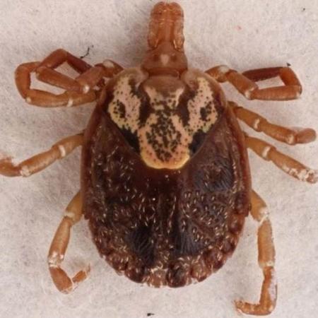 INSECTS UNLOCKED PROJECT