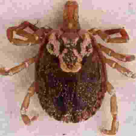 INSECTS  UNLOCKED PROJECT