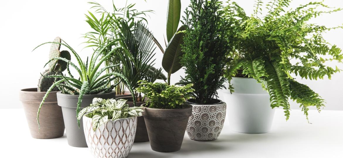 São muitas as opções de vasos para suas plantas. Qual é a mais correta? - Getty Images/iStockphoto