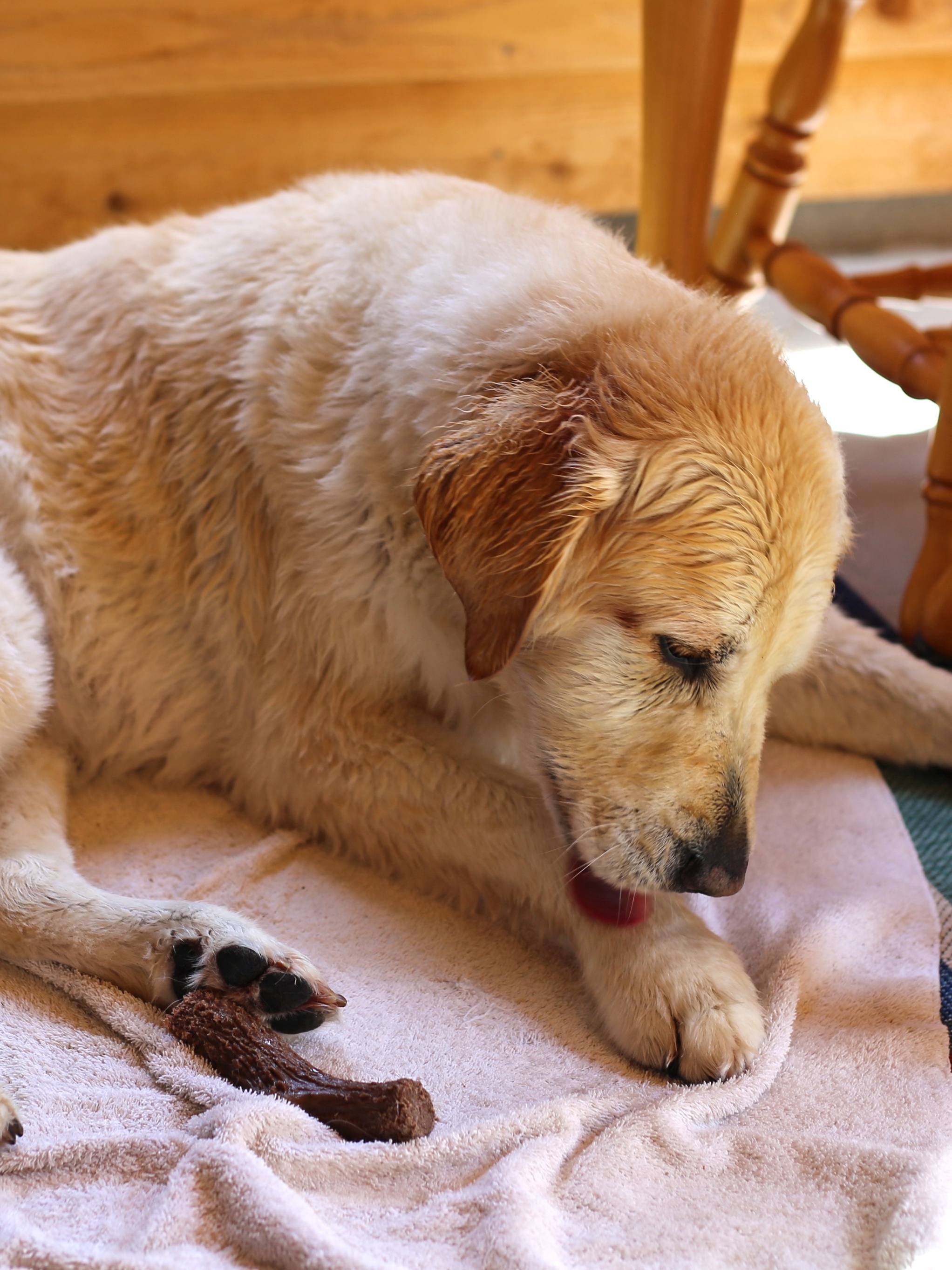 Bolinha no pênis do cachorro