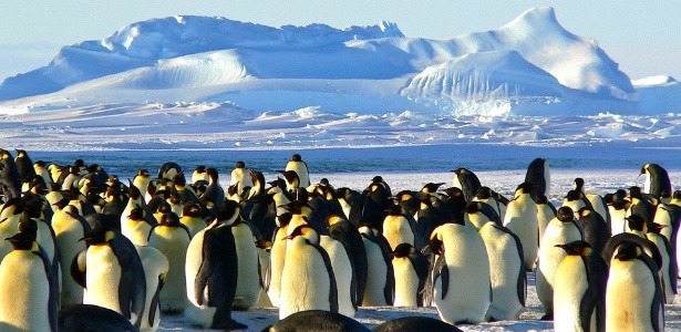 Encontro com pinguins fará parte da visita à Antártida - ImageCatcher/Creatve Commons