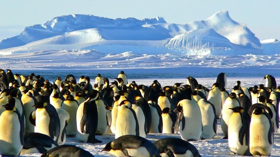 Colônia de pinguins-imperadores na Antártida