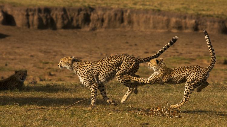 Guepardos no Maasai Mara - Divulgação/ GreatPlainsConservation - Divulgação/ GreatPlainsConservation