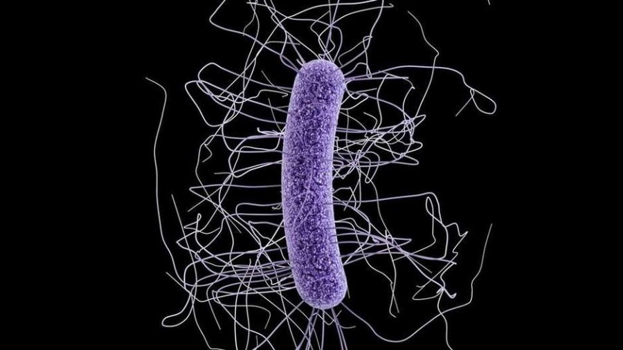 Superbactérias são consideradas ameaça global - CDC/BBC News Brasil