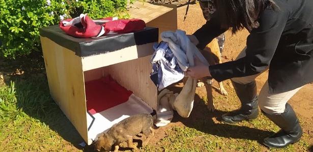 Lixo eleitoral vira casinhas para animais se abrigarem do frio no Paraguai - Vimarsana News