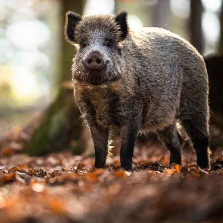 Imagem de javali - ViktorCap/Getty Images/iStockphoto