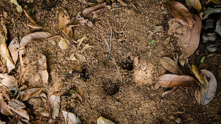 Pegada de anta encontrada na Caatinga baiana Pegada de anta encontrada na Caatinga baiana
