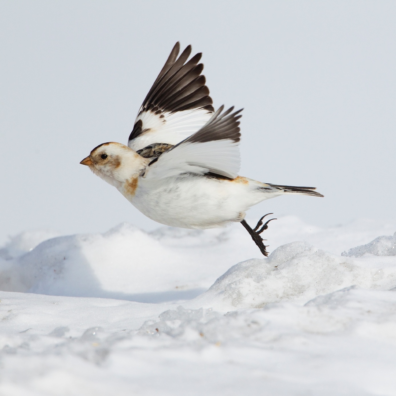 A pequena escrevedeira-das-neves é uma espécie encontrada em regiões árticas. A ave mede cerca de 15cm, com uma envergadura de 32cm a 38cm, e costuma pesar de 30g a 40g. Diferentemente de outros passarinhos, possui penugem no tarso (parte próxima aos dedos da ave), uma adaptação ao clima rigoroso em que vive - Getty Images