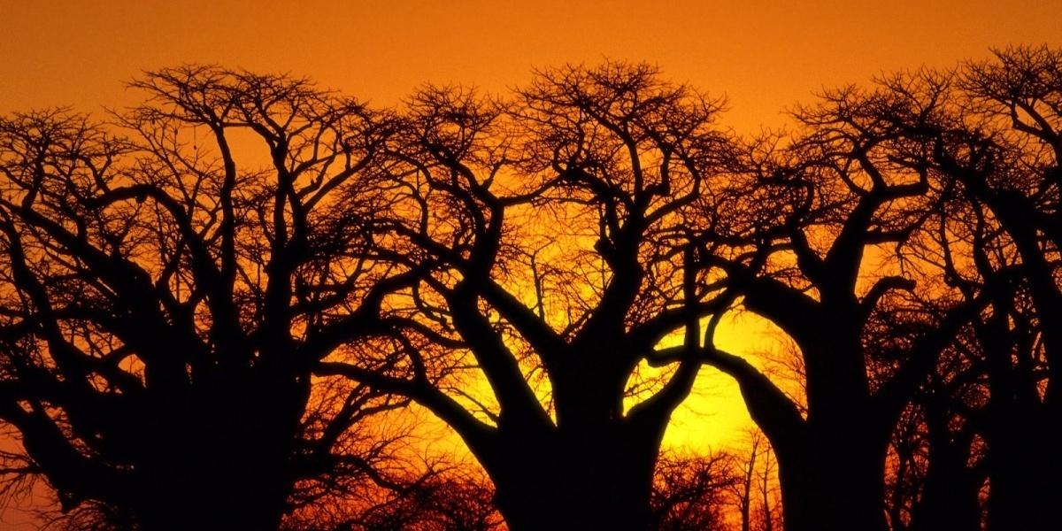 Localizada no sul do continente africano, Botswana é um país tropical repleto de reservas naturais e paisagens deslumbrantes.  - Organização de Turismo de Botswana