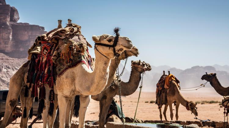 Dromedários em Wadi Rum - Konstantinos Kaskanis/Unsplash