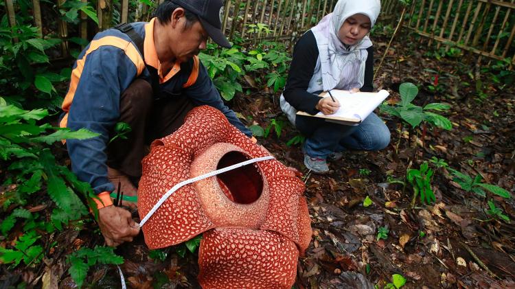 Funcionários do parque Bukit Barisan Selatan medem a Rafflesia Arnoldii