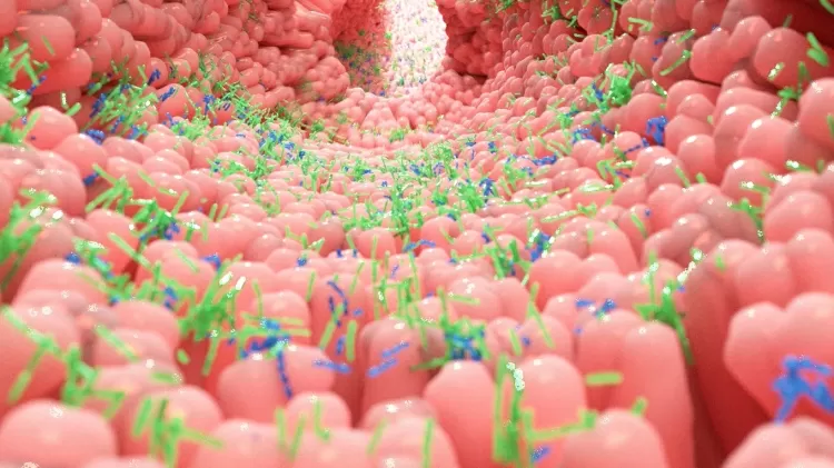 microbiota intestinal função - Getty Images - Getty Images