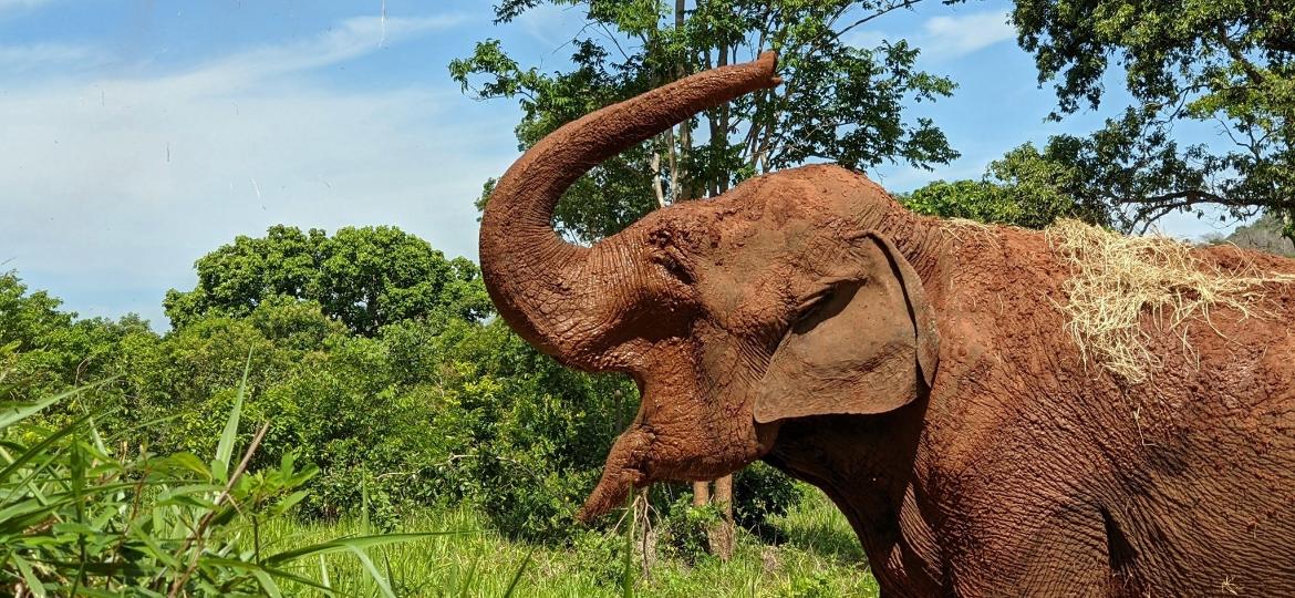 A elefanta Mara no Santuário de Elefantes Brasil, na Chapada dos Guimarães, no Mato Grosso  - Divulgação