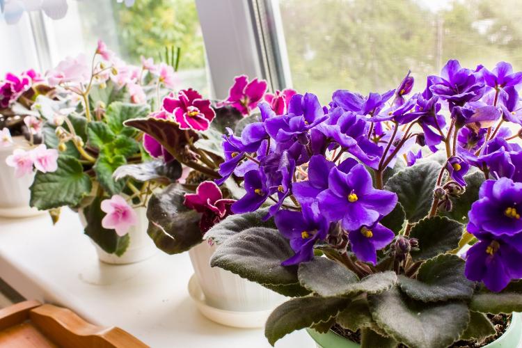 Violetas são algumas das flores recomendadas para ambientes internos - Getty Images/iStockphoto - Getty Images/iStockphoto