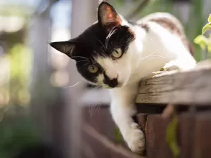 Esporotricose em gatos tem cura e posse responsável é chave para prevenção