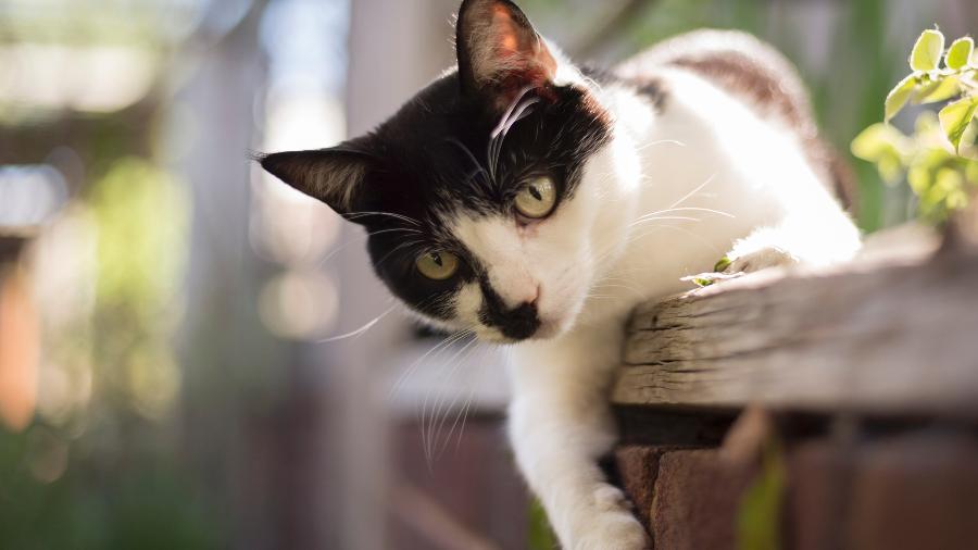 Esporotricose em gatos pode ser prevenida e tem cura com tratamento correto
