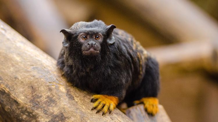 Sagui-de-mão-dourada (Saguinus midas)