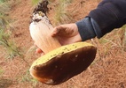 Há cogumelo que mata ou deixa doidão, mas 'cacei' um que alucina pelo sabor