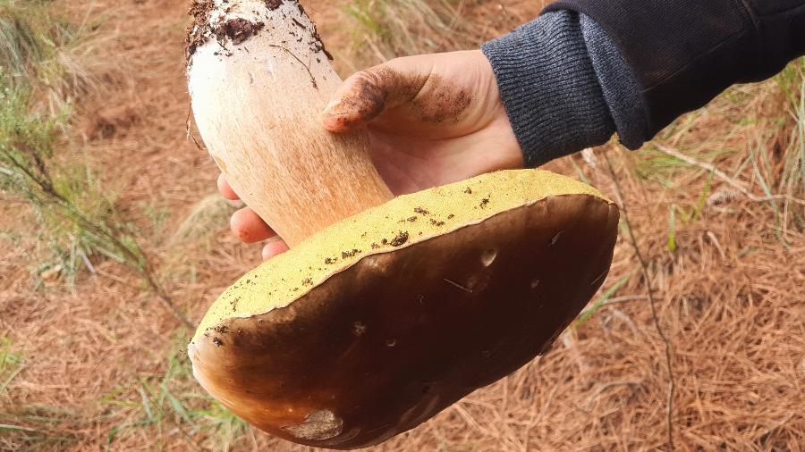 Cogumelo porcini coletado nos bosques da Serra Gaúcha Cogumelo porcini coletado nos bosques da Serra Gaúcha