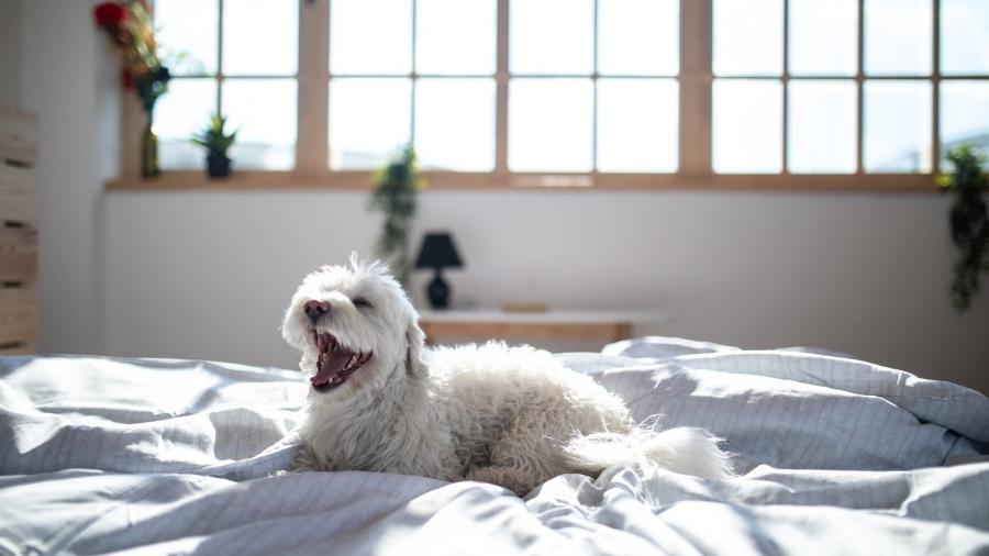 Cada um na sua cama: pets também devem ter um lugar próprio e aconchegante para dormir - Getty Images