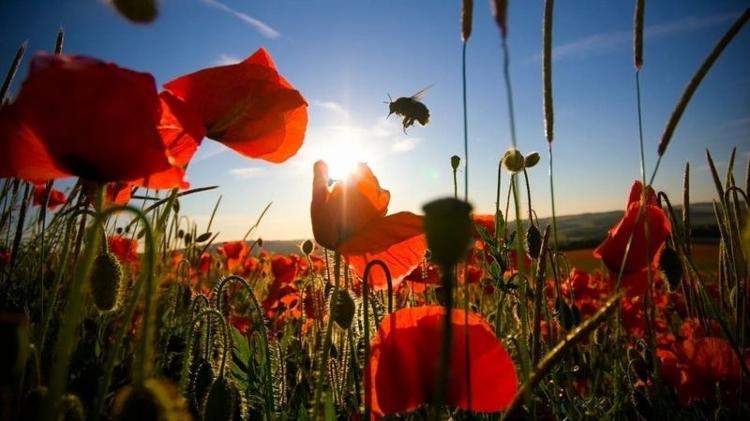 Algumas flores comprovadamente produzem açúcar no seu néctar em resposta ao som de polinizadores zumbindo - Getty Images - Getty Images