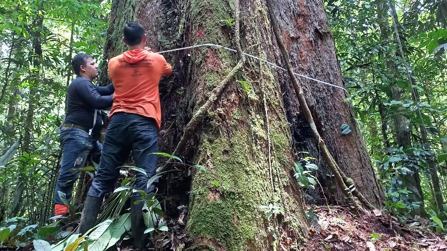 Tronco de Angelim Vermelho encontrado na Amazônia, com 85 metros de altura, medido por pesquisadores - Instituto Federal do Amapá (Ifap)/Reprodução