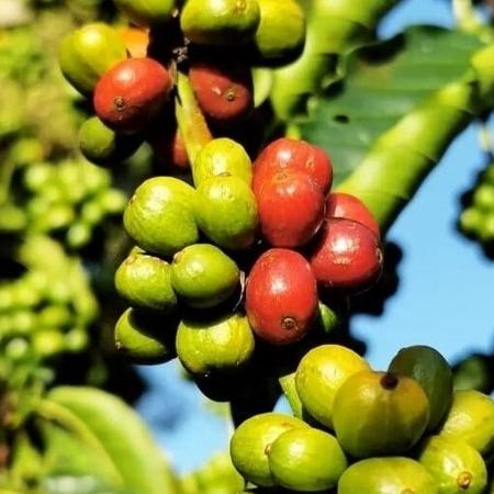 Grãos de café robusta em território Suruí.