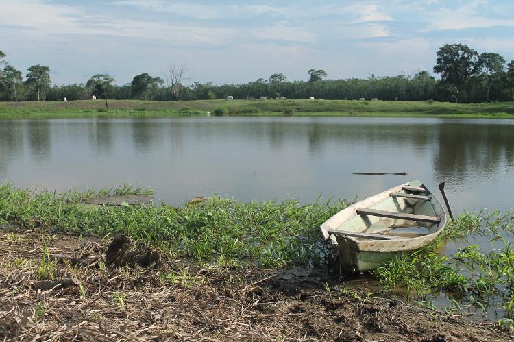 Pequeno lago ficou isolado do Rio Solimões conforme o nível da água baixou. Peixes e até um jacaré permaneceram aprisionados ali