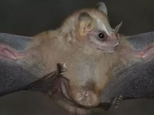 Uma das menores espécies de morcegos frugívoros é descoberta por cientistas