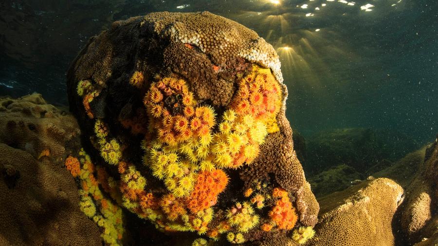 Coral-sol é a principal espécie invasora no ambiente marinho do Brasil