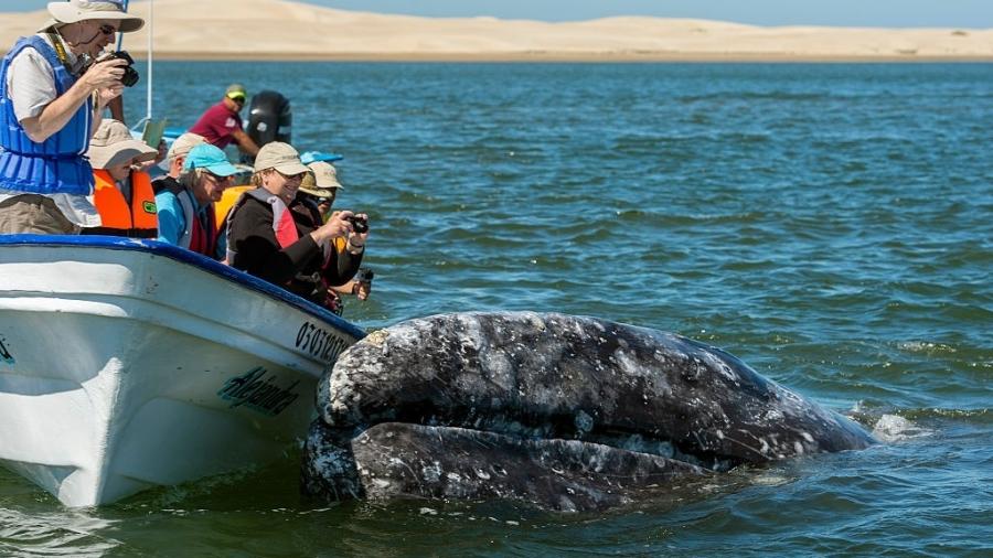 Baleias-cinzentas se aproximam de barco de turistas em Baja California, no México