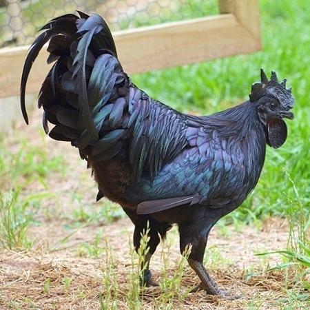 Galo preto - Reprodução/Instagram - Reprodução/Instagram