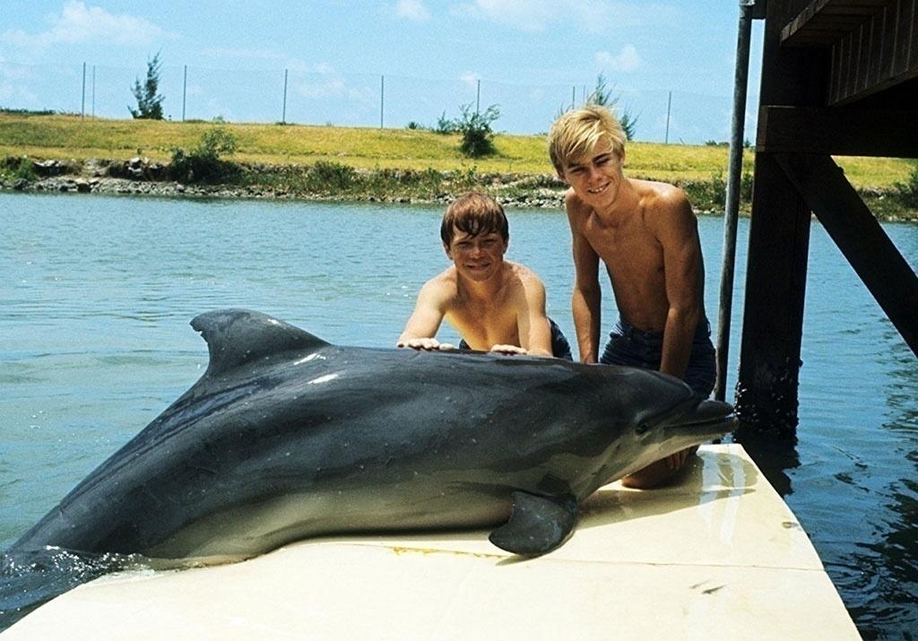 Luke Halpin, Tommy Norden e o golfinho Flipper em cena na série "Flipper" - Divulgação