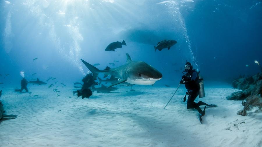 Divepic/Getty Images/iStockphoto
