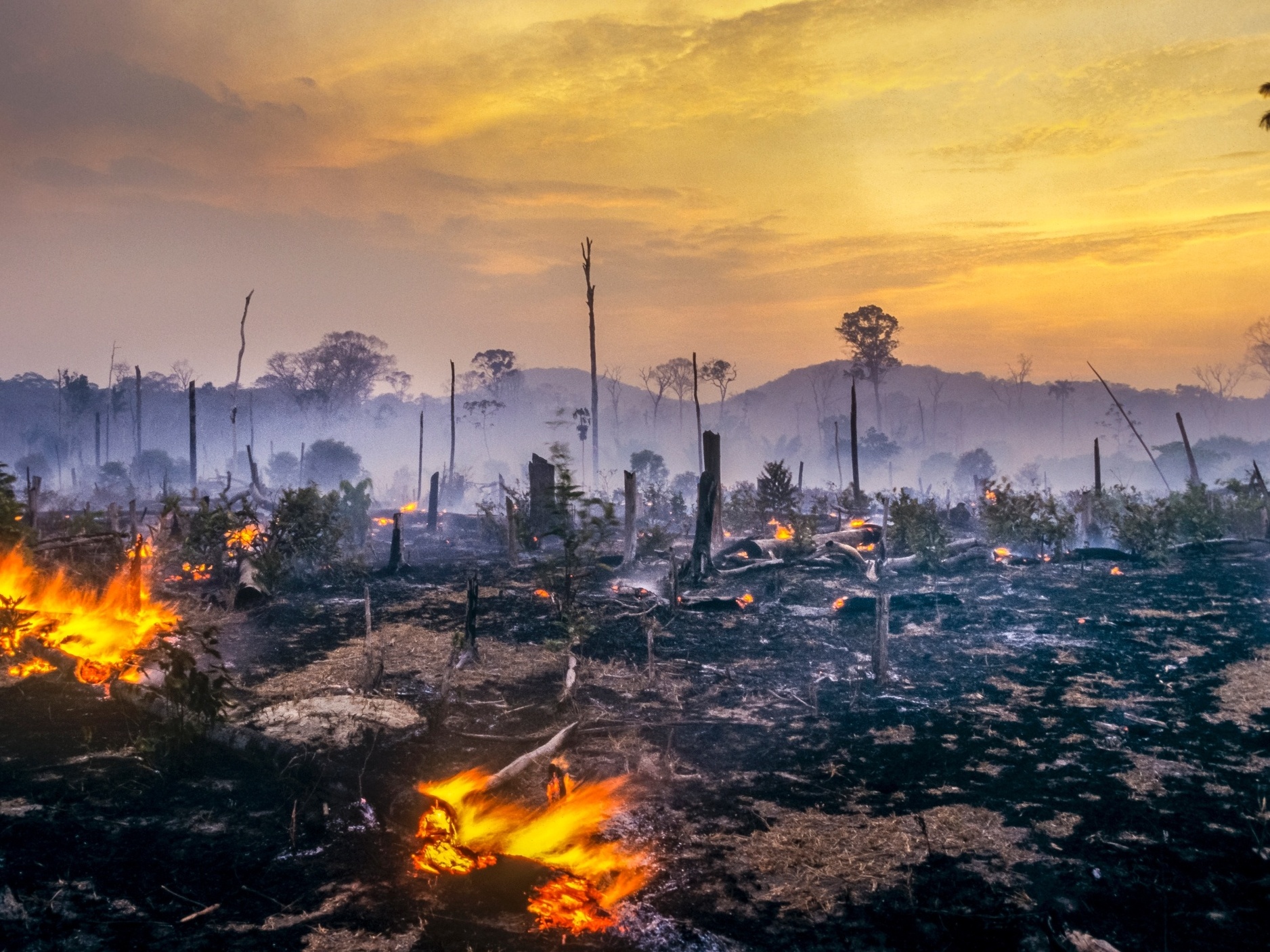 Crise climática: seca severa na Amazônia é agravada por desmatamento e fogo