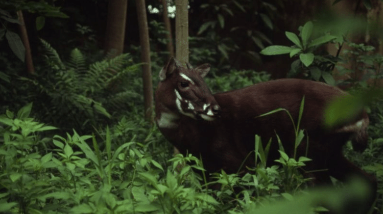 O saola percorre as florestas da fronteira do Vietnã com o Laos - DAVID HULSE/WWF - DAVID HULSE/WWF