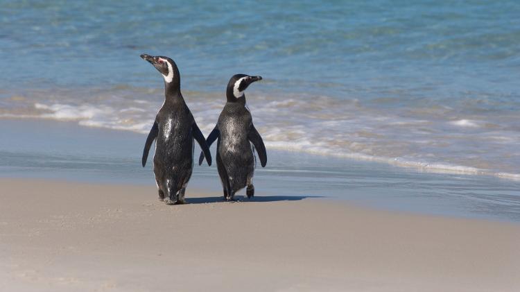 Dois pinguins-de-magalhães na praia  - Getty Images - Getty Images