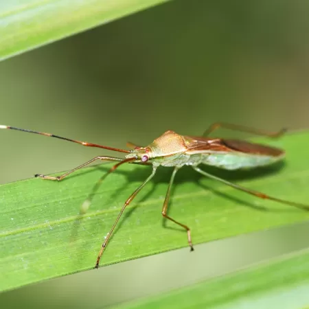 O que passa pela cabeça de um inseto quando ele bate no pára-brisa